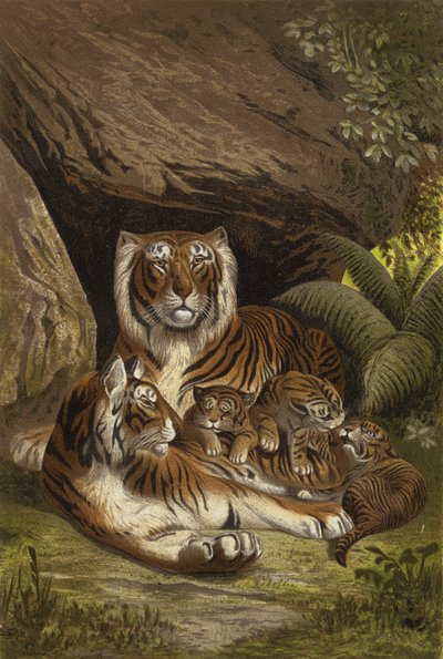 Tigre de European School